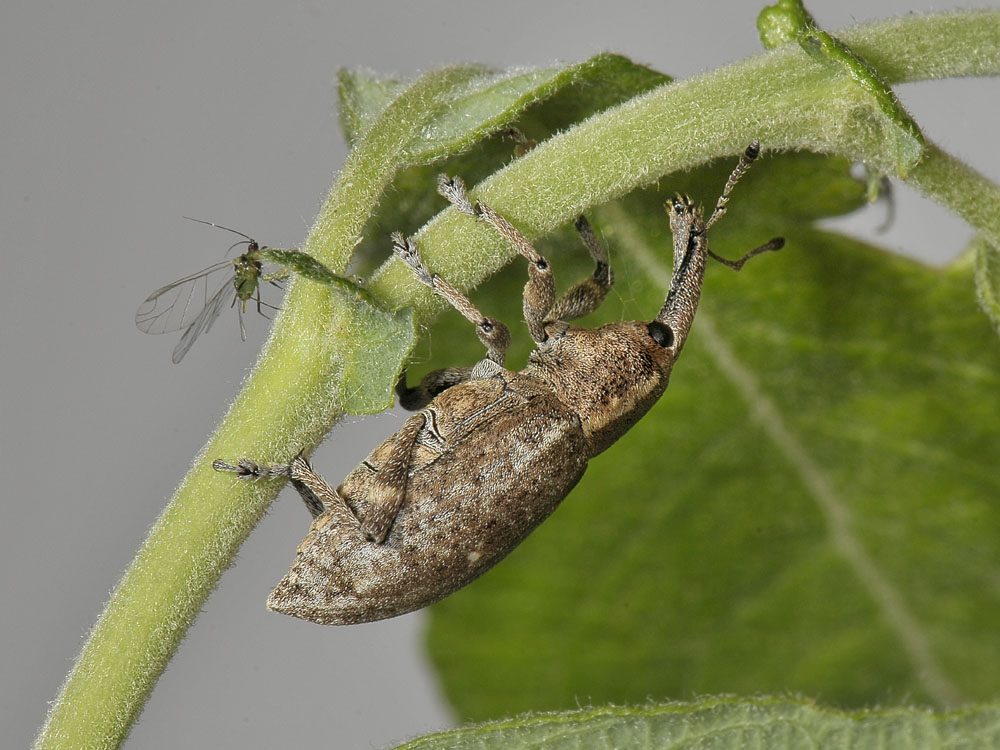 Notaris bimaculatus?no, Lepyrus palustris (Curculionidae)
